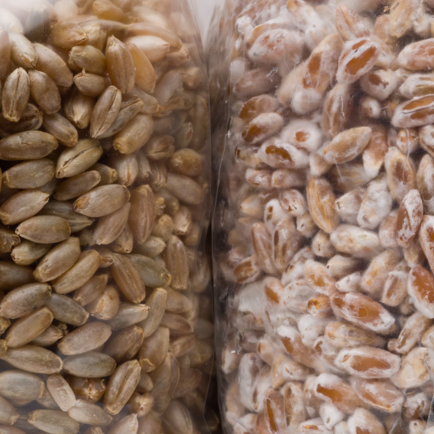 MycoSpawn™ – Organic Rye Grain Spawn Bag