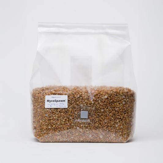 MycoSpawn™ – Organic Rye Grain Spawn Bag